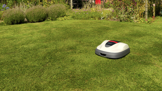 Miimo sur du gazon de jardin